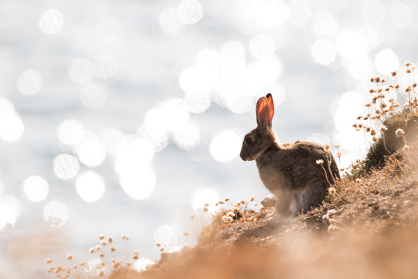 Rabbit on the cliffs at Pentire Point, Cornwall, UK ©Olly Johnson