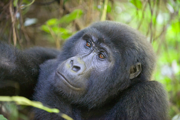 Habituated gorilla, Bwindi, Uganda new primate safaris