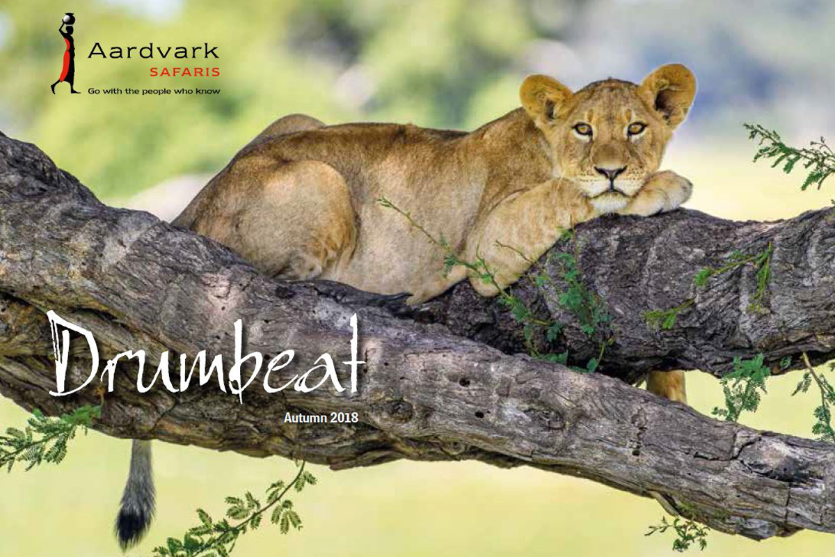 Drumbeat Autumn 2018 front cover lion cub on a tree Aardvark Safaris