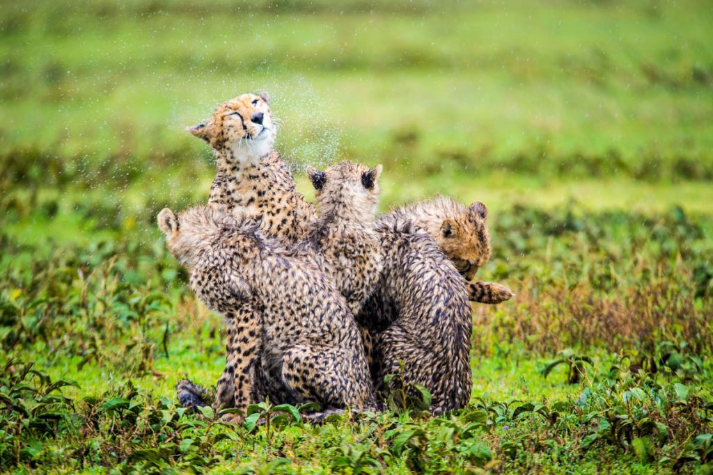 Sanctuary Kusini Camp wet cheetah group