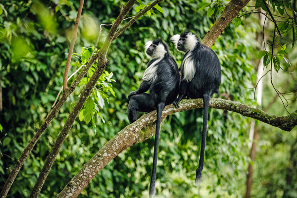 Colubus monkeys, Nyungwe, Rwanda new primate safaris