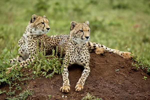 Cheetahs at Phinda Private Game Reserve, South African Safaris