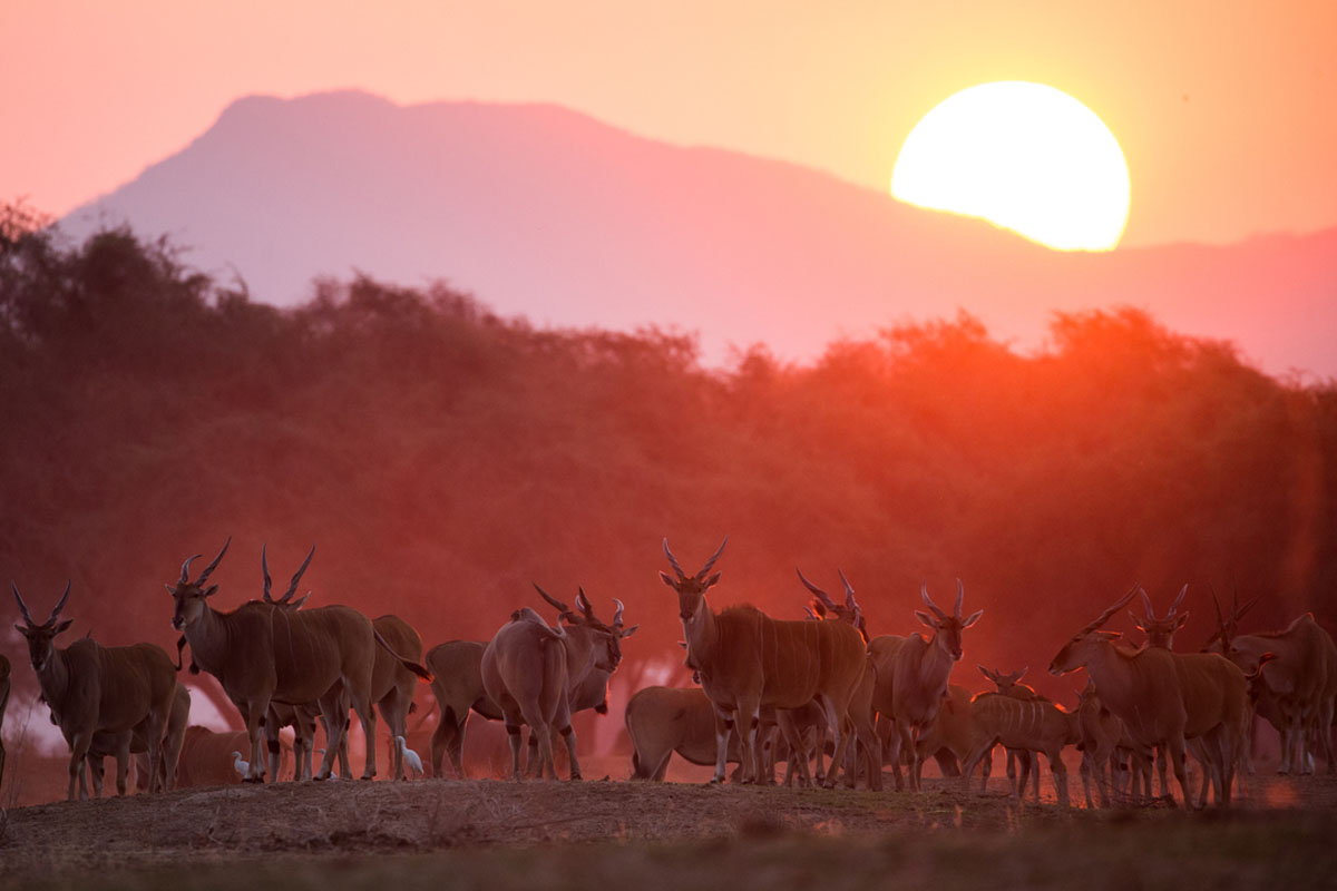 Chikwenya eland herd at sunset, Mana Pools, Zimbabwe