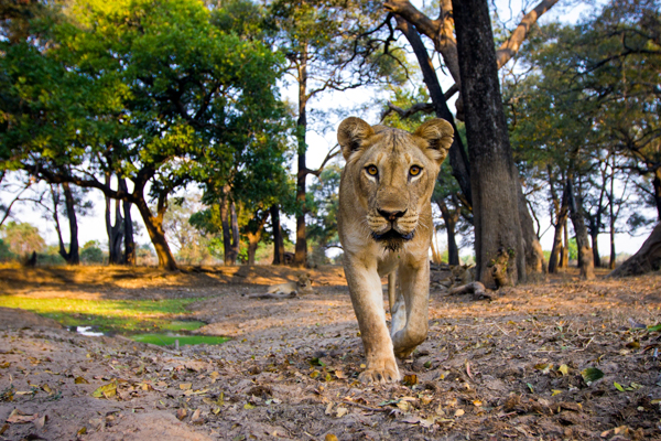 Lioness, Mchenja Camp, South Luangwa Valley, Zambia