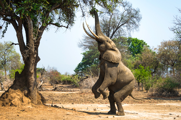 Elephant acrobatics, Mana Pools, Zimbabwe