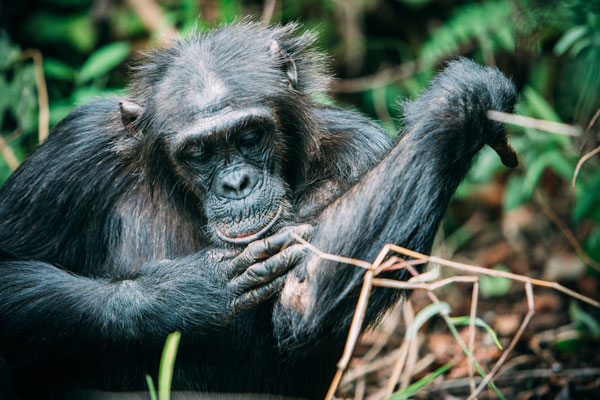 Chimpanzees have complex social structures and spend plenty of time grooming 
