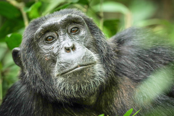 Chimpanzee at Kyambura, Uganda