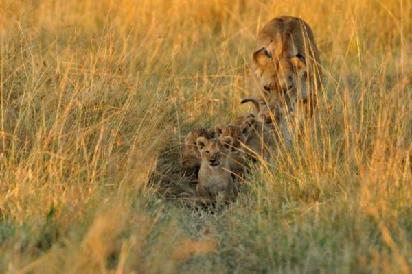 Lioness and cubs close to Little Governors Camp, Masai Mara 