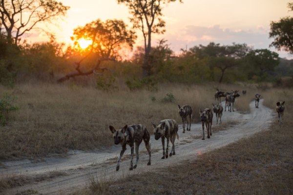 Wild dog pack at Londolozi, South Africa 
