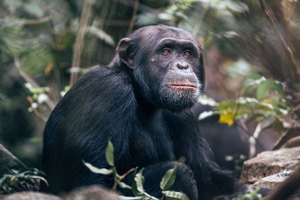 Rubondo Island chimpanzee, Tanzania