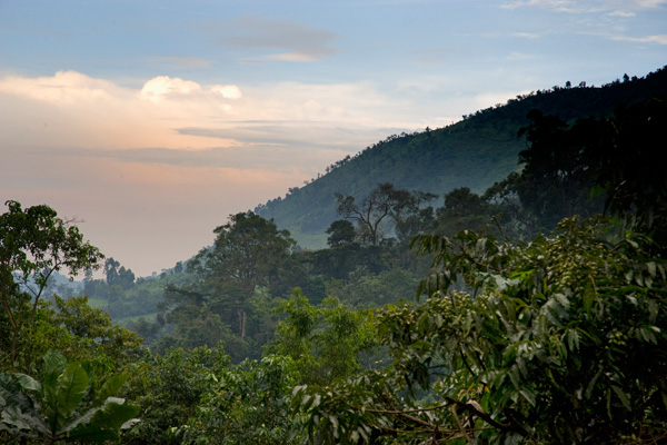 Bwindi Impenetrable Forest, Uganda