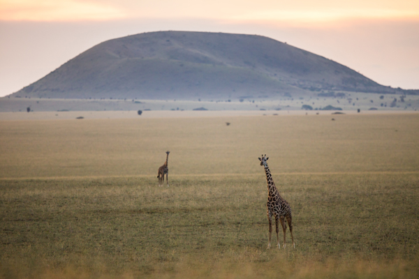 Giraffe in the Chyulu Hills, Ol Donyo Lodge, Kenya
