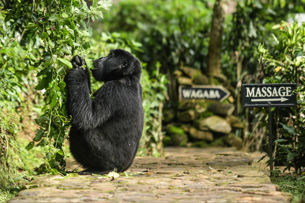 Gorilla at Bwindi Lodge, Bwindi Impenetrable Forest, Uganda