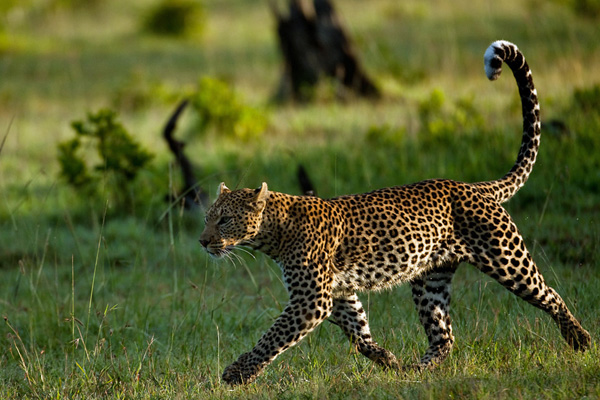 Kicheche Mara leopard