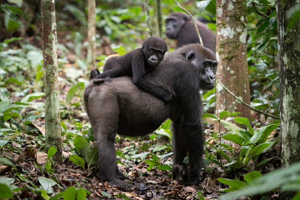Lowland gorillas, Ngaga Camp, Odzala-Kokoua National Park, Republic of Congo