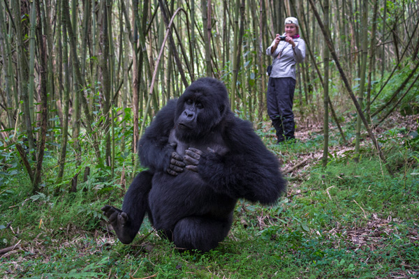 Meeting mountain gorillas Volcanoes National Park, Rwanda