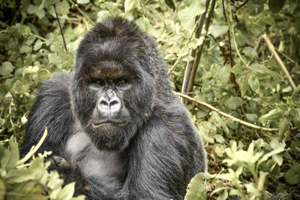 Mountain gorilla, Virunga National Park, Rwanda
