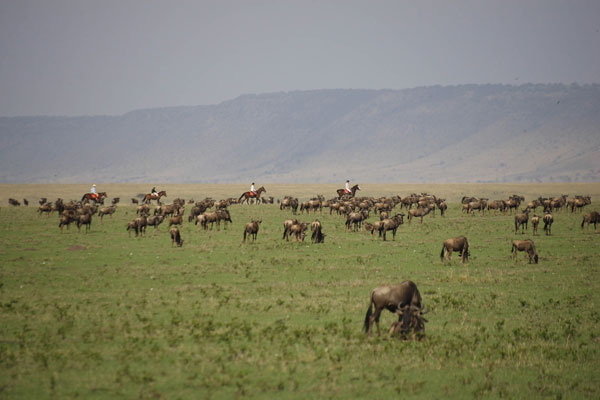 Riding with the wildebeest at Safaris Unlimited in the Masai Mara