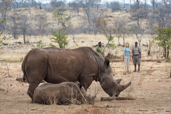 Toka Leya walking with rhino, Zambia