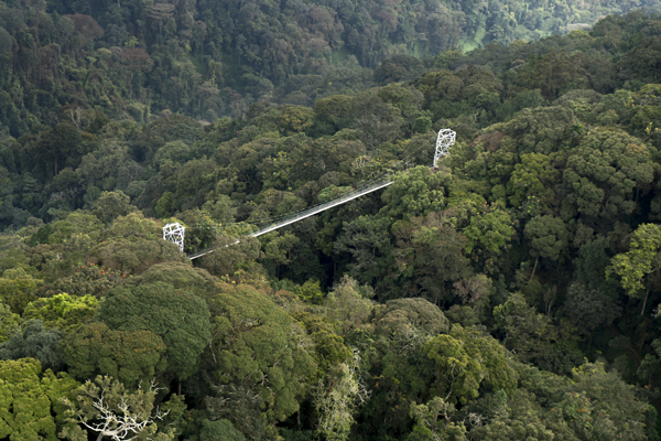 Treetop canopy walk, Nyungwe Forest, One&Only Nyungwe House