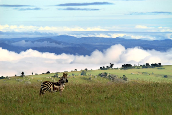 Zebra on the Nyika Plateau, Malawi