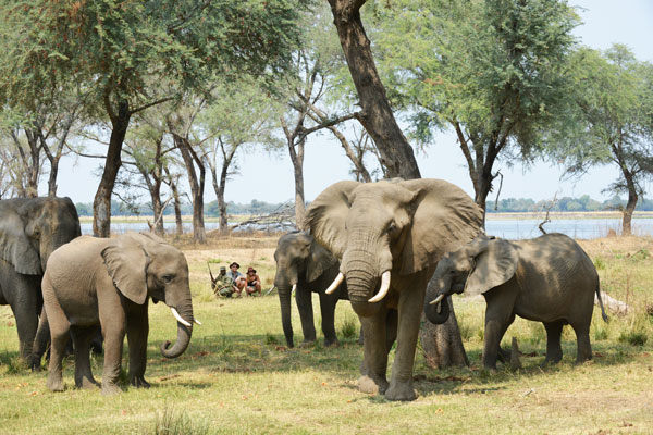 Walking with elephants, Sausage Tree Camp, Zambia