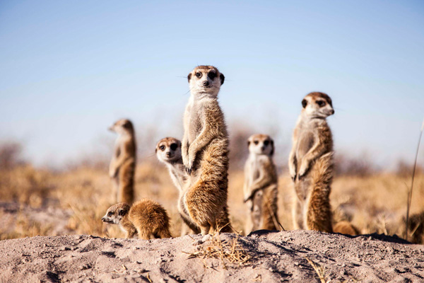 Meerkats in the Kalahari will quite happily use humans as a look out post