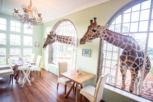 Waiting patiently for breakfast at Giraffe Manor