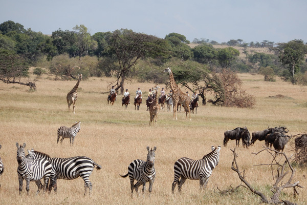 Riding with the wildebeest migration, Safaris Unlimited