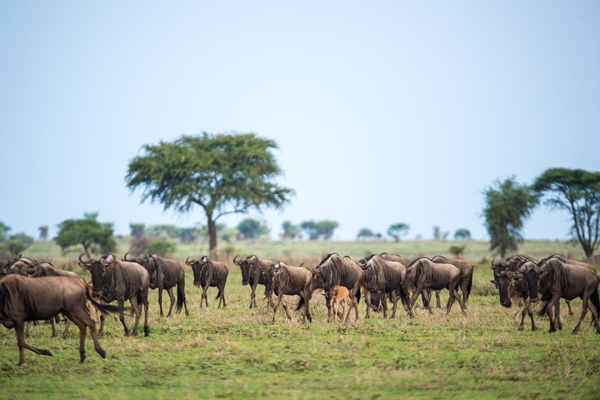 Wildebeest in the southern Serengeti, Sanctuary Kusini Camp