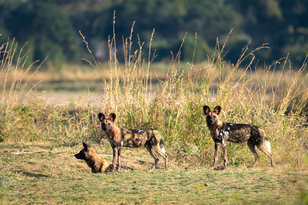 Wild dog in the South Luangwa, Nsolo Camp, Robin Pope Safaris