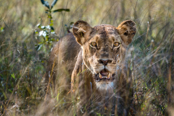 Lioness in Hwange National Park