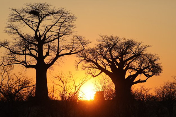 Baobabs at sunset at Mpala Jena, Zimbabwe © Lucinda Rome