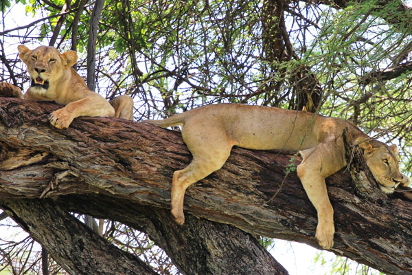 Snoozing lions in Meru National Park, Elsa's Kopje