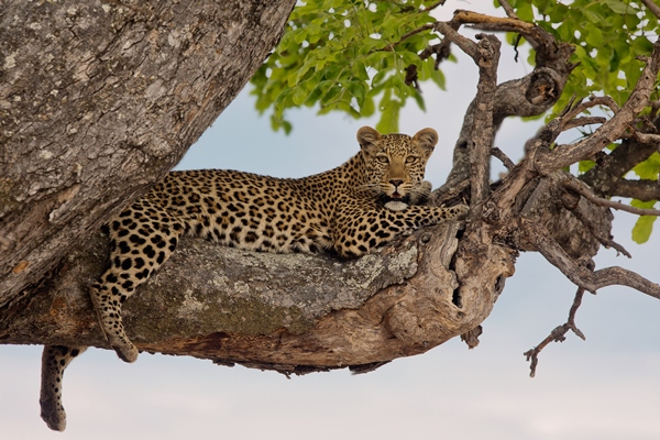 Leopard spotted on a game drive, Kwando Safaris