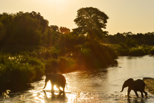 Elephants in the Sabi River, South Africa