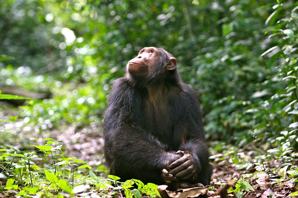 Chimpanzee in the forest looking up, credit Volcanoes Safaris