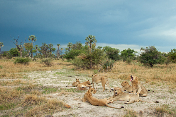 Lion pride, Okavango Delta, Chitabe Lediba, Botswana credit Simon Hartinger