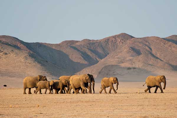 Damaraland Camp, desert adapted elephant 