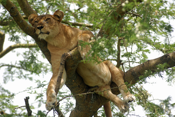 Tree climbing lioness up a tree, Ishasha Wilderness Safaris