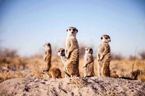 Meerkats in the Makgadikgadi Pans, Jack's Camp