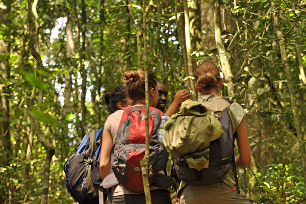 Tracking in Kibale Forest National Park