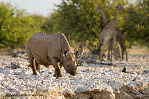 Black rhino and giraffe, Ongava Tented Camp, Ongava Private Game Reserve