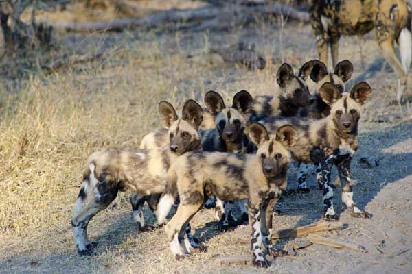 Wild dog pack at Savuti Camp, Linyanti Reserve, Botswana