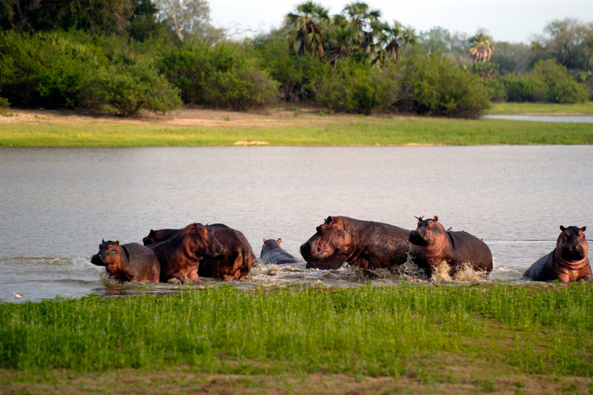 Hippo on the Rufiji River, Selous Impala