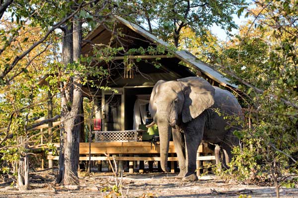 Elephant at Hyena Pan, Okavango Delta, Natural Selection Safaris
