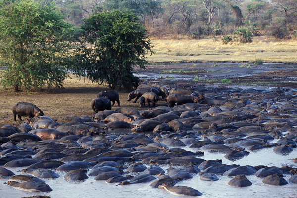 Large hippo population in the river at Chada Katavi, Nomad Tanzania