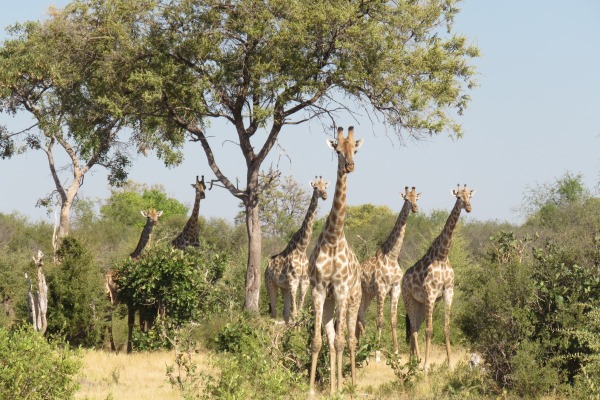 Wonderful wildlife sightings in almost complete isolation - giraffe herd under a tree