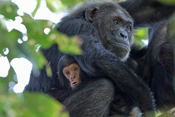 Mother and baby chimp in the trees at Greystoke Mahale, Nomad Tanzania