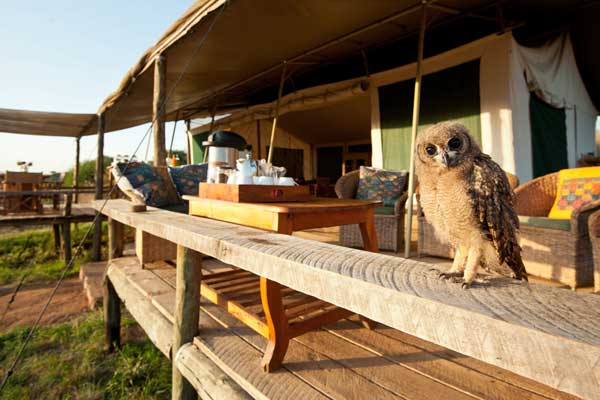 Meet new friends (owl) at Laikipia Wilderness